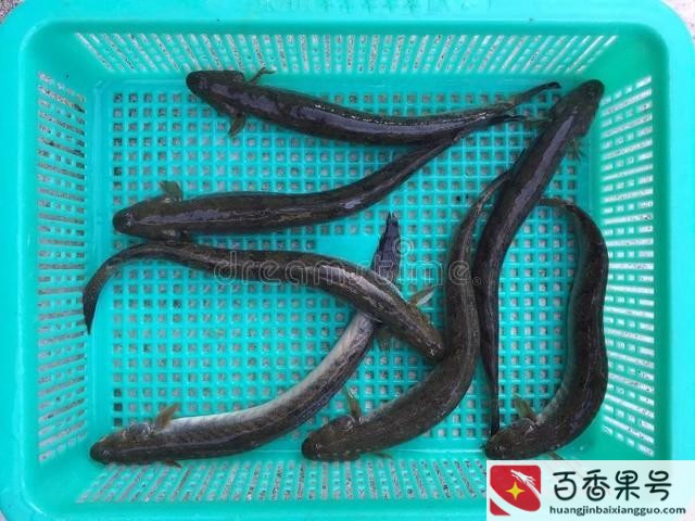 泥鳅苗多少钱一斤