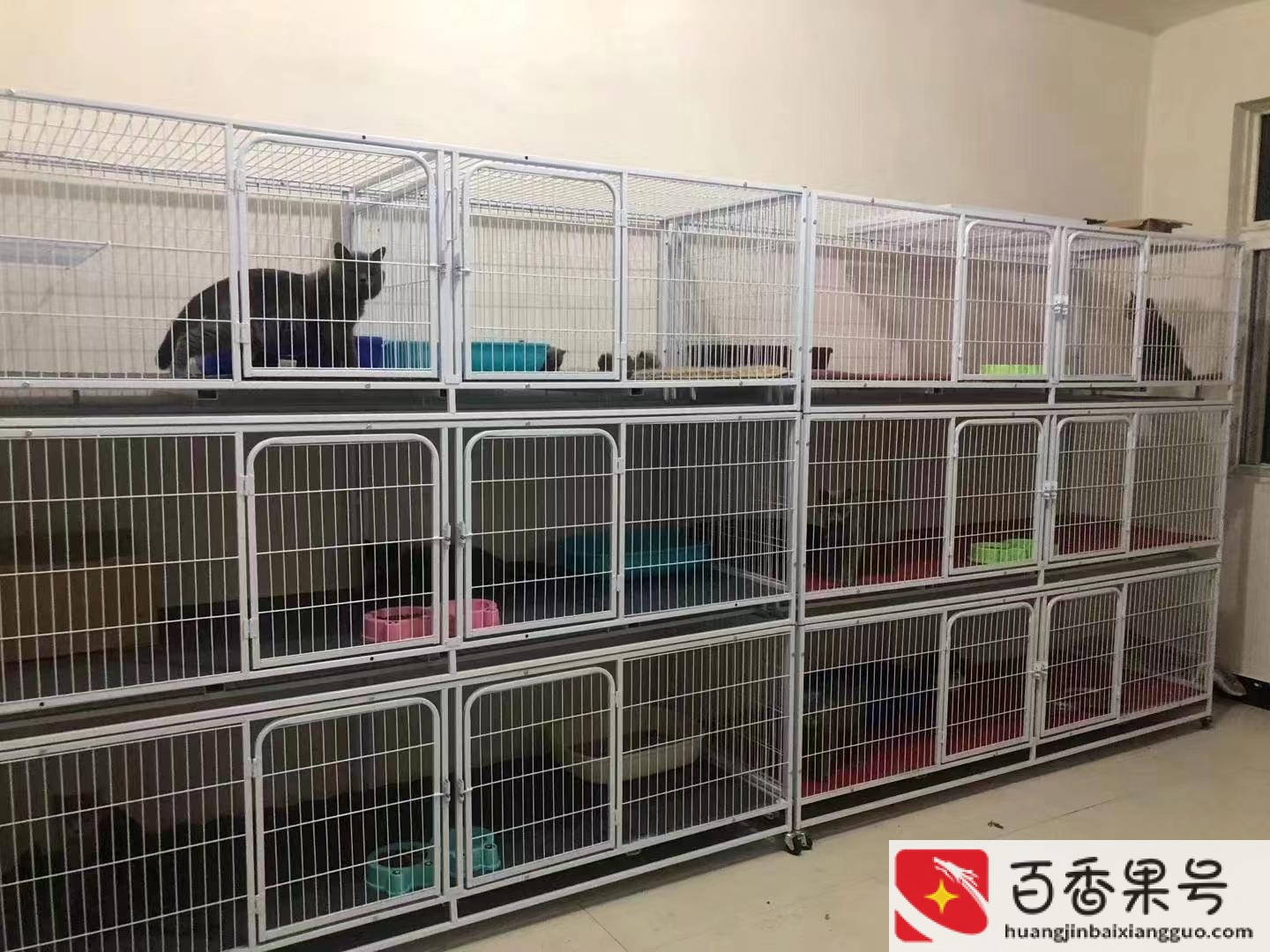买猫咪去什么平台好买