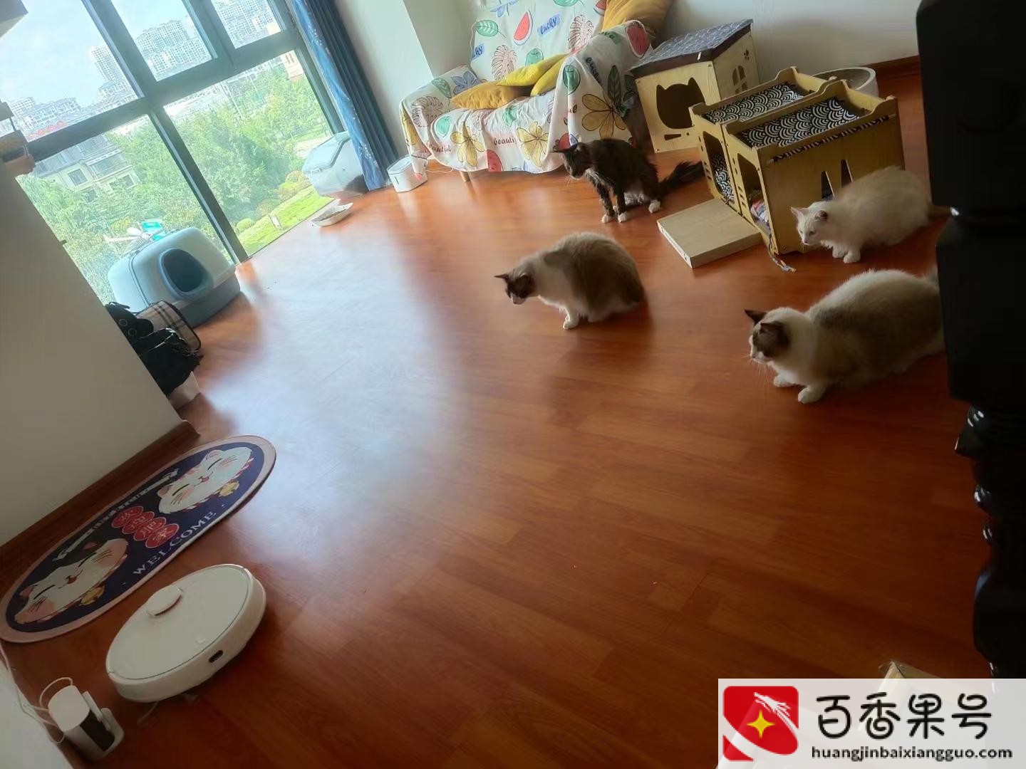 买猫咪去什么平台好买