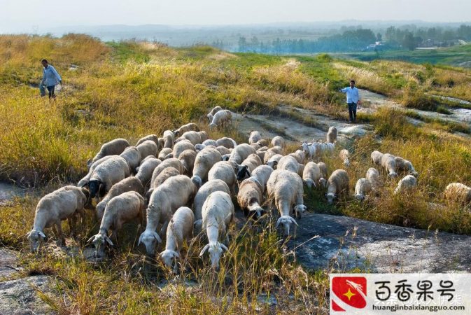 养多少只羊可以拿到国家补贴