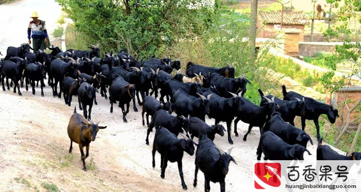 养多少只羊可以拿到国家补贴