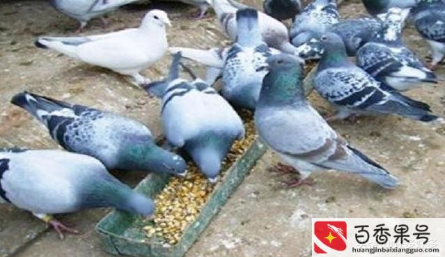 养殖鸽子100对的成本利润