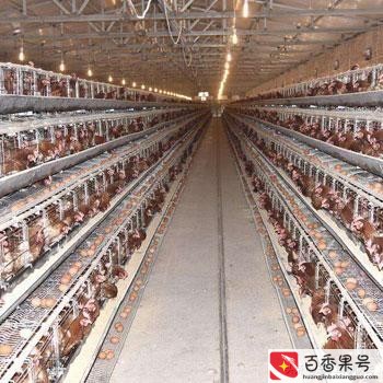 肉鸡养殖多久出栏