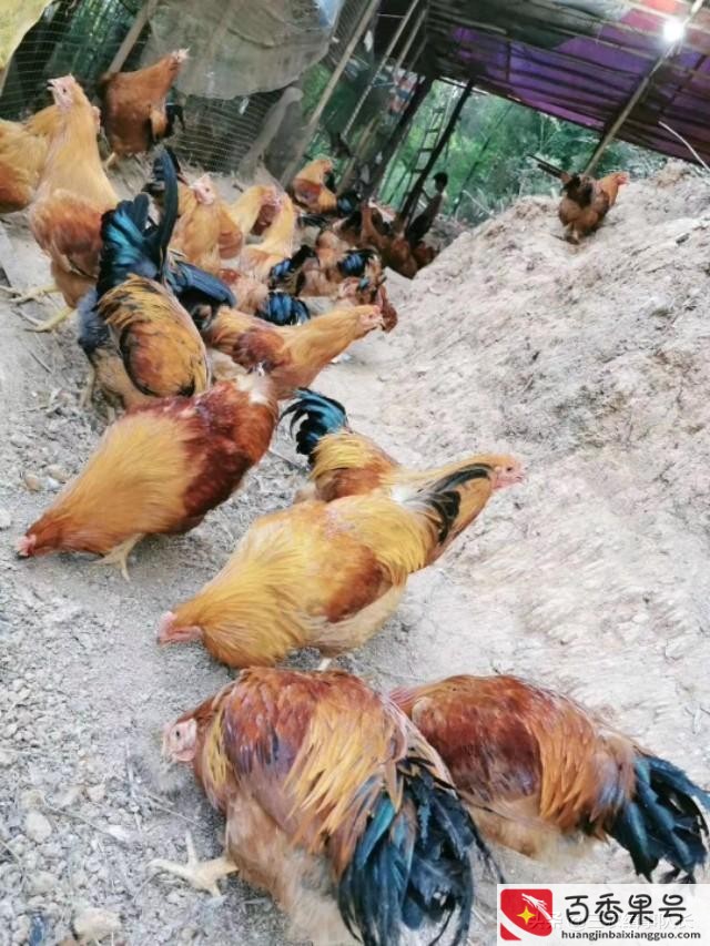 肉鸡养殖多久出栏