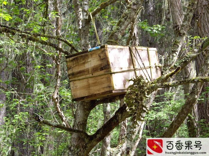 树葬是终身不交钱吗