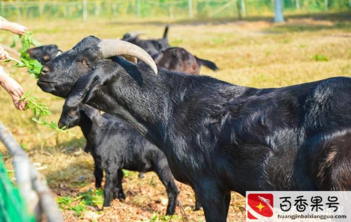 空房子养殖什么挣钱快