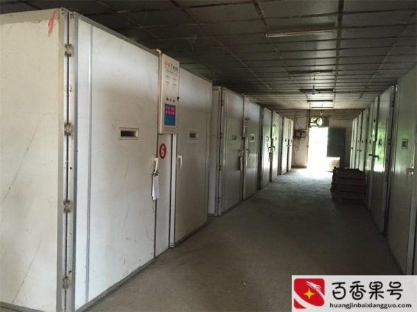 鸡苗多少钱一只哪里有卖的