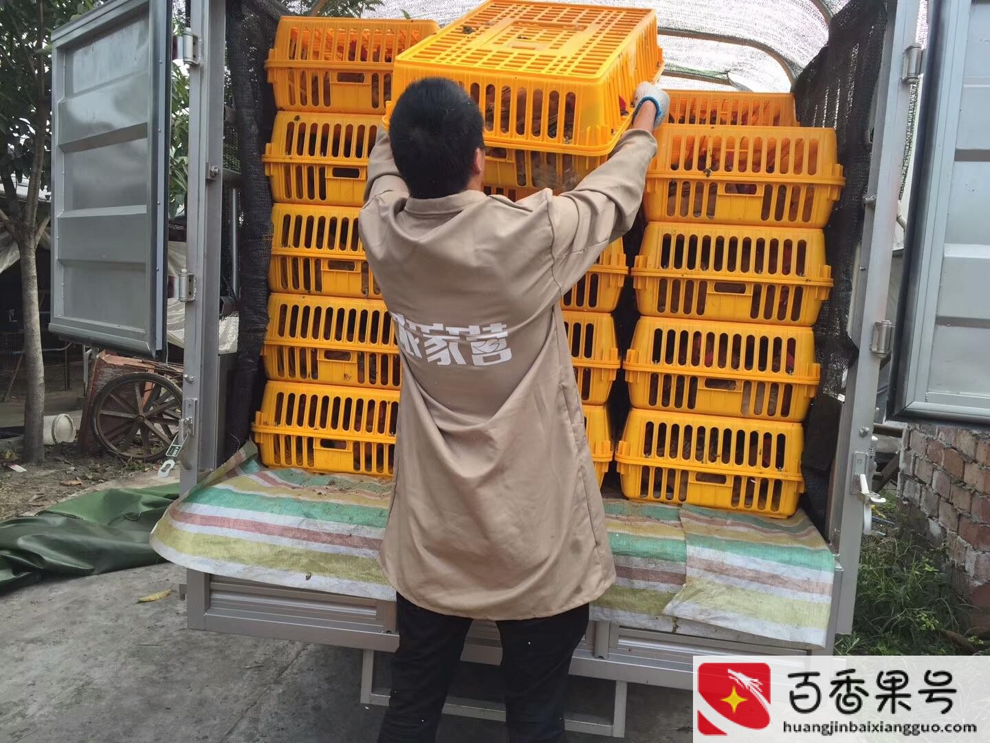 鸡苗多少钱一只哪里有卖的