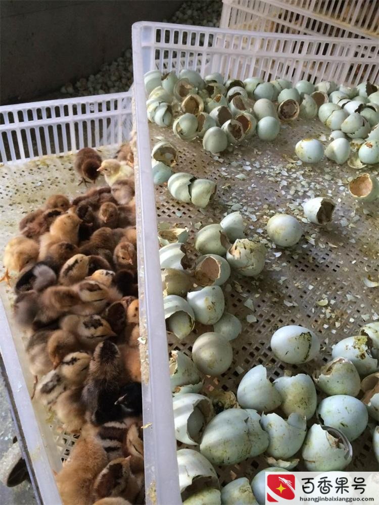 鸡苗多少钱一只哪里有卖的