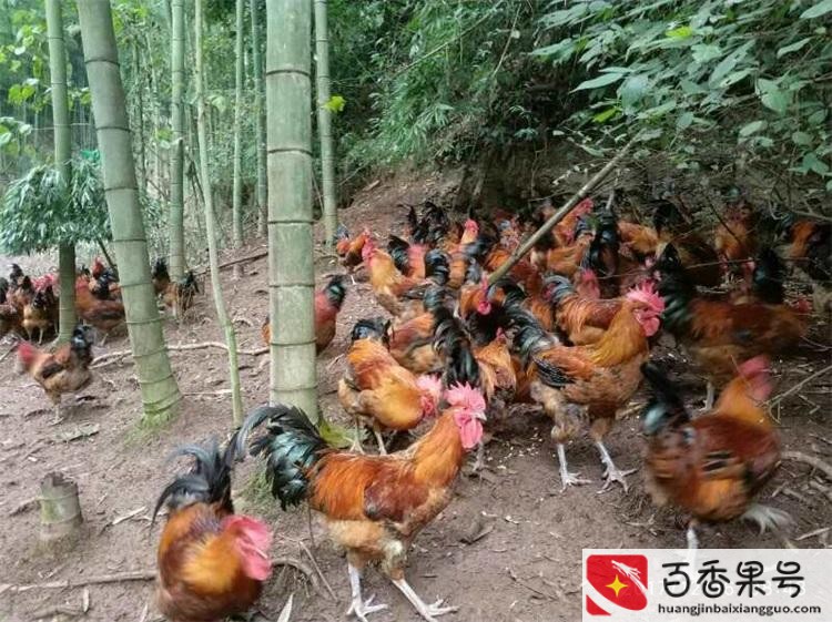 鸡苗多少钱一只哪里有卖的