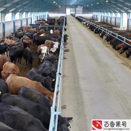 现在养殖什么最赚钱