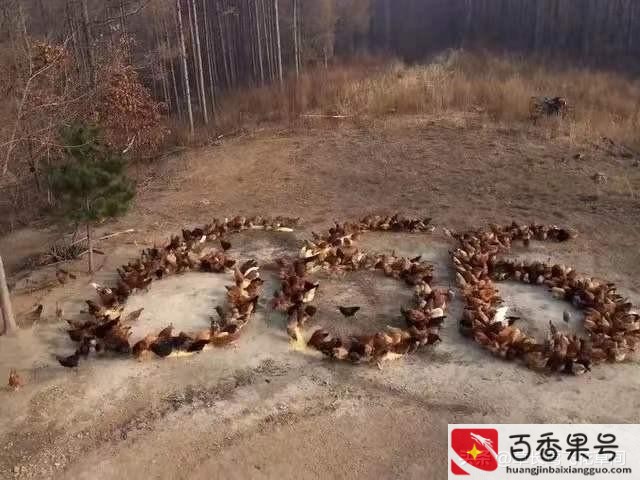 现在养殖什么最赚钱