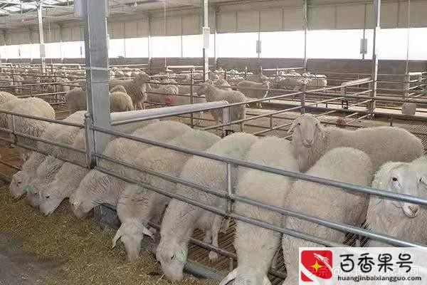 现在养殖什么最赚钱