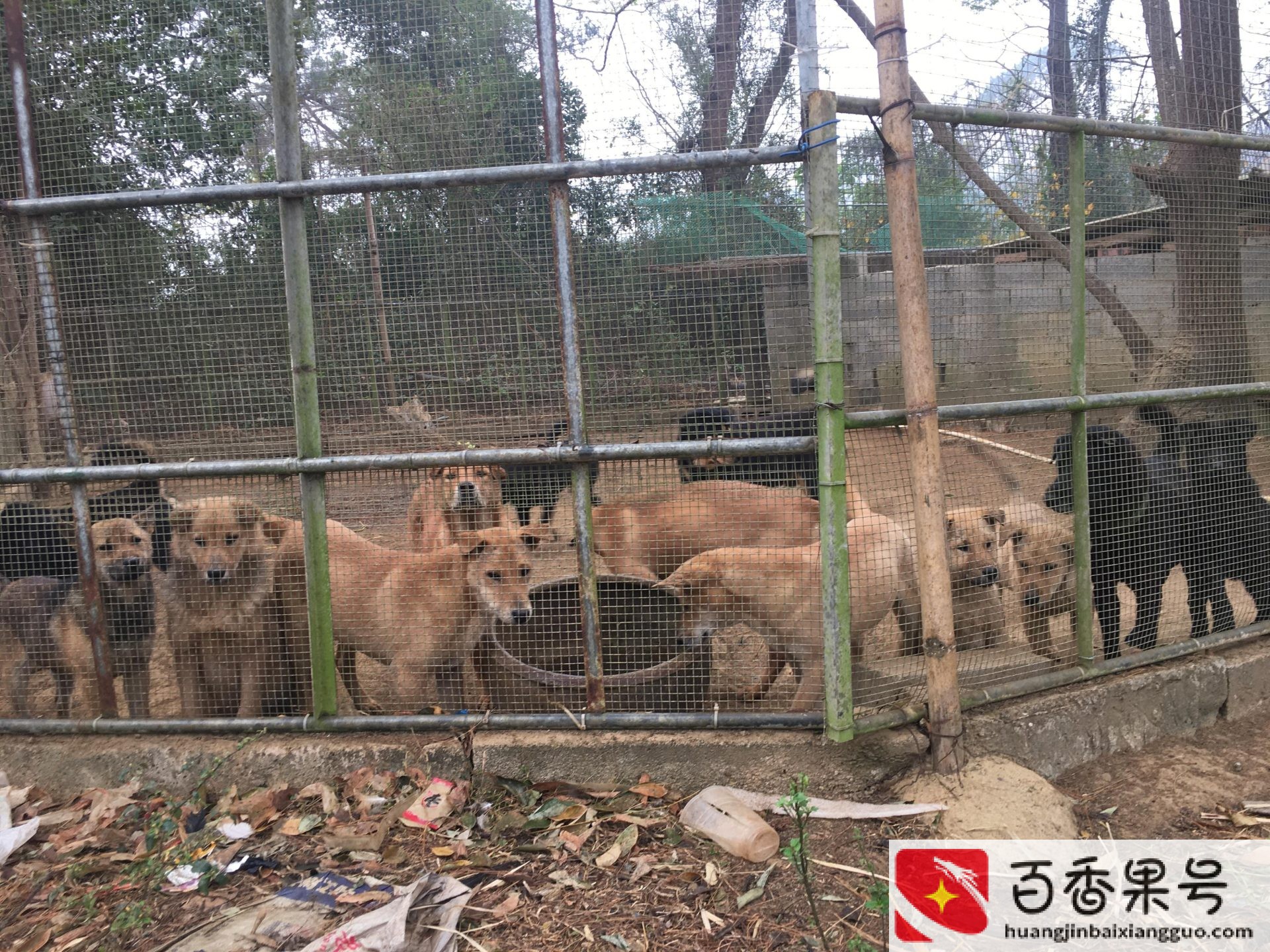 肉狗养殖前景怎么样