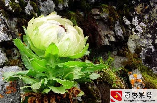 天山雪莲花价格多少钱一朵