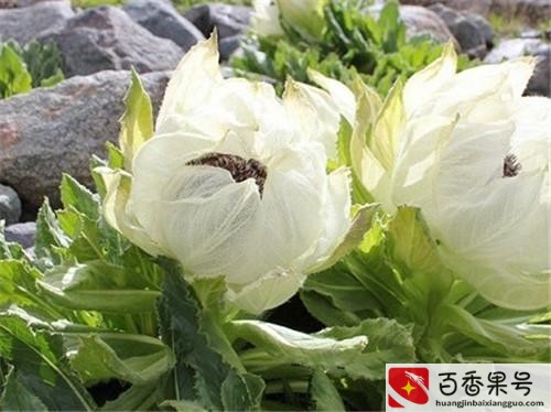 天山雪莲花价格多少钱一朵