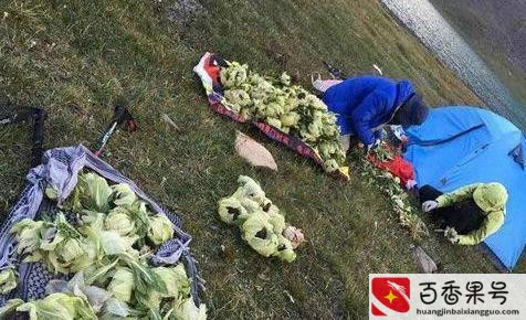 天山雪莲花价格多少钱一朵
