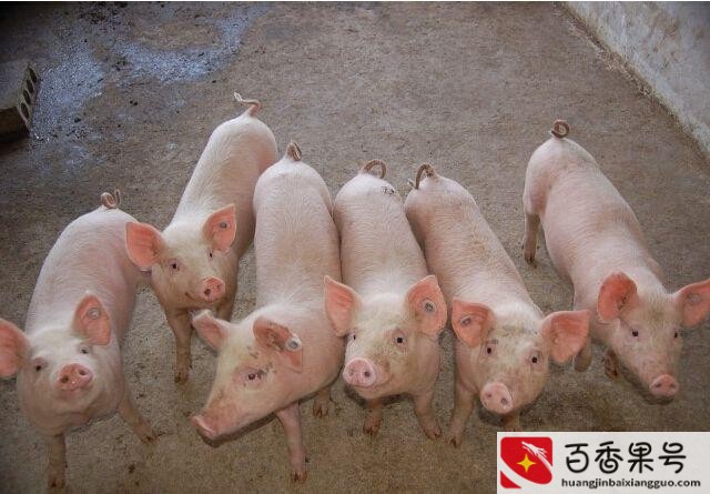养猪的利润与成本