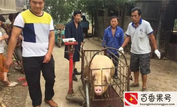 养猪的利润与成本