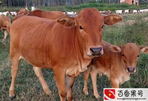养牛的利润与成本和有什么风险