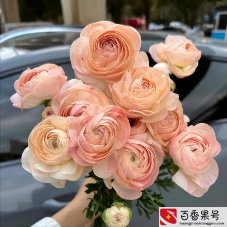 鲜花批发怎么找货源