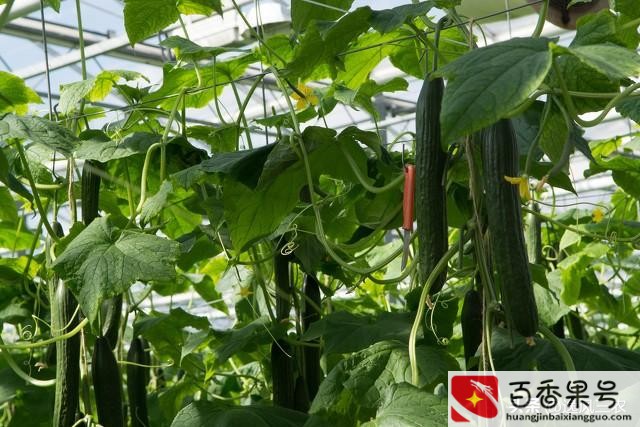 种植什么赚钱快不愁卖
