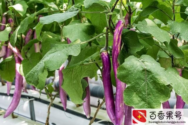 种植什么赚钱快不愁卖