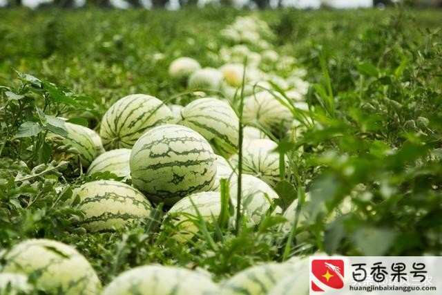 种植什么赚钱快不愁卖