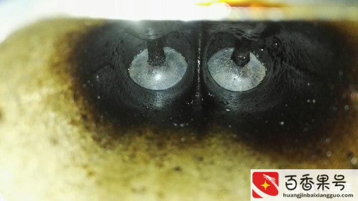 雅阁2.0和2.4哪个省油
