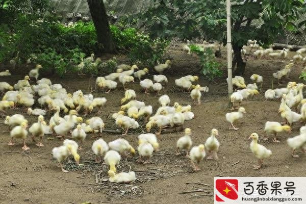 养鹅的利润分析