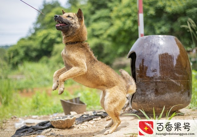 养殖肉狗100只年利润