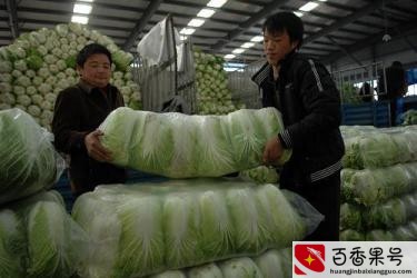 新手做蔬菜生意怎么拿货