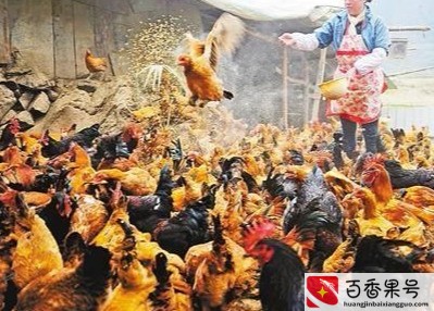养1000只土鸡一年收入