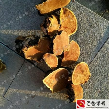 正宗野生桑黄价格