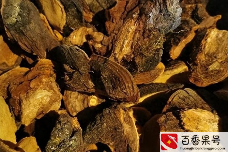 正宗野生桑黄价格
