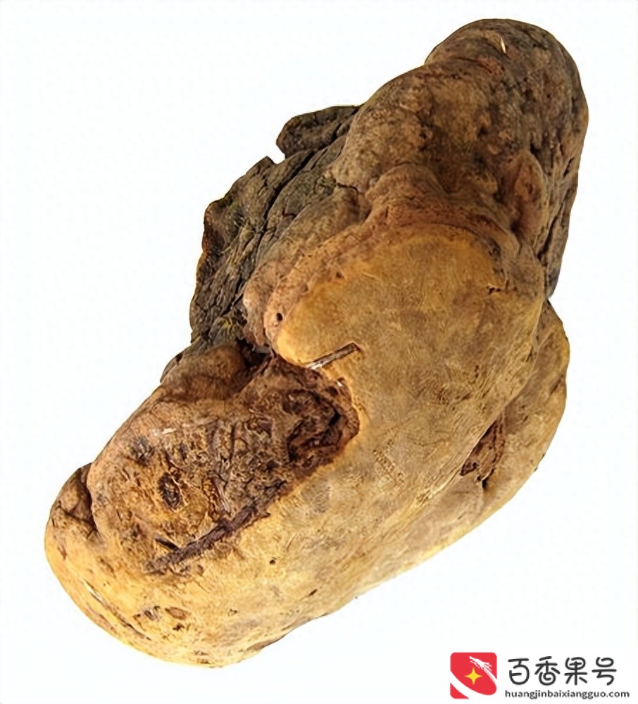 正宗野生桑黄价格