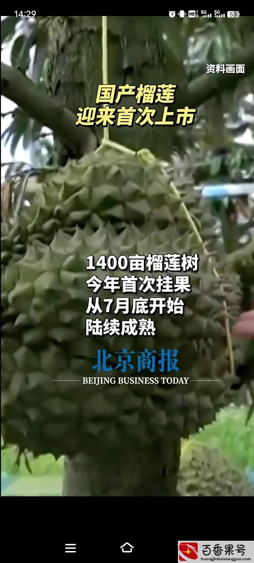 中国产榴莲最有名的地方