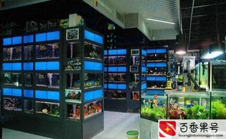 新手开水族店怎么进货