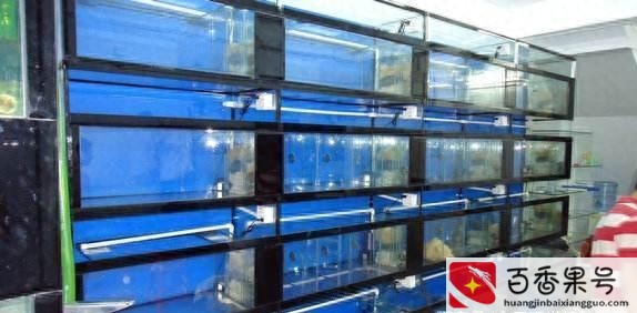 新手开水族店怎么进货
