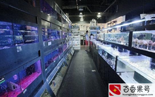 新手开水族店怎么进货