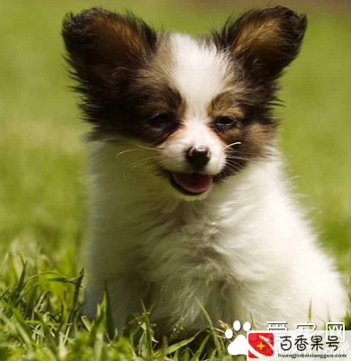 训狗师训一只狗多少钱