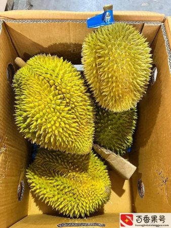 榴莲利润大概多少钱一斤
