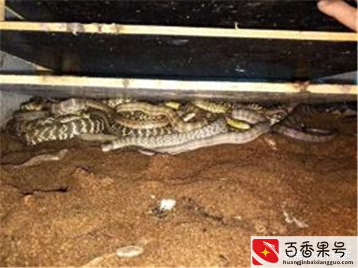菜花蛇多少钱一斤