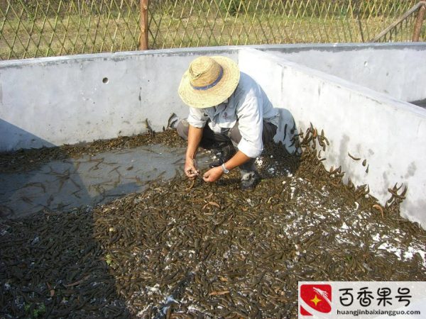 水蛭养殖成本及利润