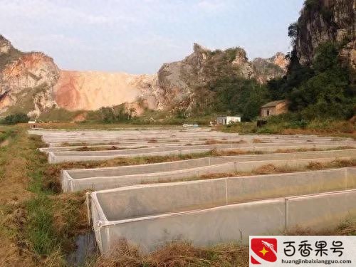 水蛭养殖成本及利润