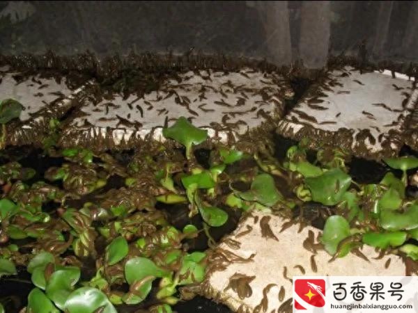 水蛭养殖成本及利润
