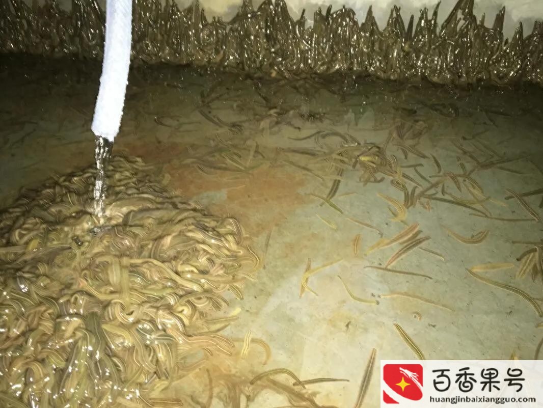 水蛭养殖成本及利润