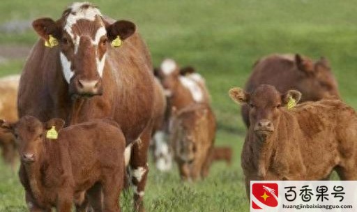 养牛10头牛一年多少万