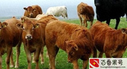 养牛10头牛一年多少万