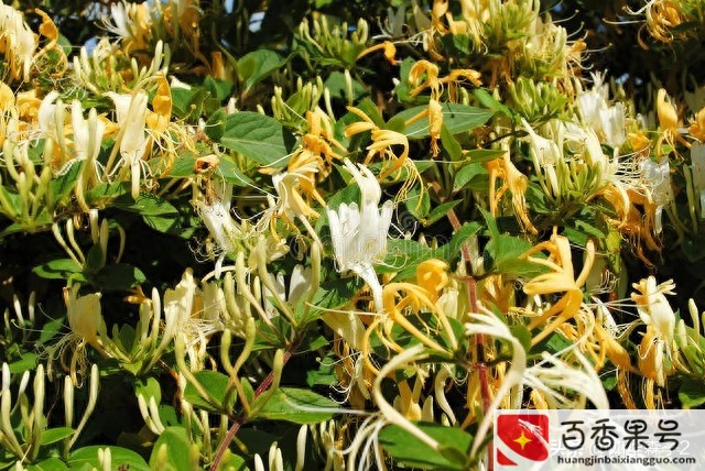 金银花一亩利润多少